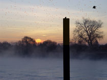 lebeN stets Nebel | Mystic Misty Morning| Animales de la Mañana von artistdesign