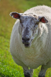 Das Schaf  von AD DESIGN Photo + PhotoArt