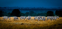 Field Of Feeding Zebra von Jim DeLillo