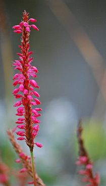 Herbstblüten 12 von loewenherz-artwork