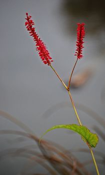 Herbstblüten 11 von loewenherz-artwork