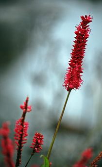 Herbstblüten 10 by loewenherz-artwork