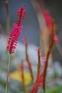 Herbstblüten 8 von loewenherz-artwork