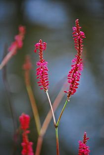 Herbstblüten 1 by loewenherz-artwork