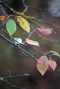 Herbstlaub 5 von loewenherz-artwork