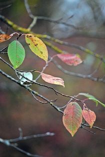 Herbstlaub 3 von loewenherz-artwork