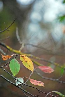 Herbstlaub 2 von loewenherz-artwork