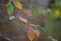 Herbstlaub 1 von loewenherz-artwork