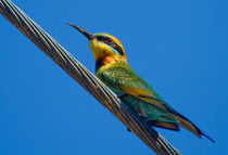 Bird on a wire (Rainbow Bee eater) by mbk-wildlife-photography