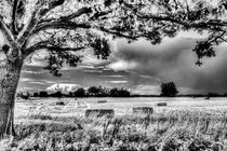 The Field Beyond The Tree von David Pyatt