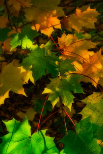 Autumn Sycamore by David Tinsley