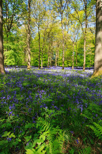 Spring Time von David Tinsley