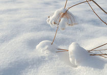 first Snow  von larisa-koshkina