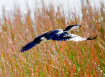 Little Pied Cormorant in flight, Mareeba Wetlands, Queensland, Australia von mbk-wildlife-photography