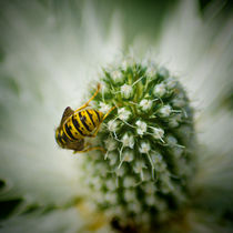 The Hungry wasp by Colin Metcalf