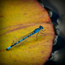 An Azure Damselfly von Colin Metcalf