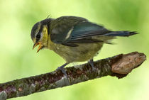 Blue Tit Fledgling's first day out von mbk-wildlife-photography
