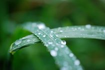 Waterdrops by nicolelovespictures