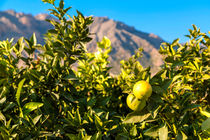 Orange Tree - Spain von Jörg Sobottka