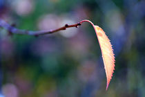 Herbstbote von jaybe