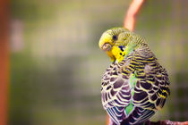 Budgerigar Bird von Vicki Field