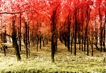 Autumn woods col von Joseph Borsi