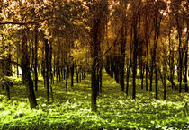 Autumn woods col4 von Joseph Borsi