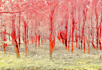 Autumn woods col3 by Joseph Borsi