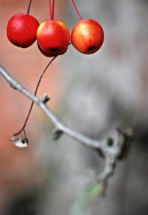 Herbstboten 14 von loewenherz-artwork