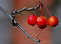 Herbstboten 8 von loewenherz-artwork