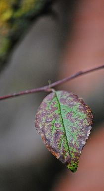 Herbstboten 4 von loewenherz-artwork