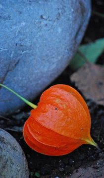 Herbstboten 3 von loewenherz-artwork