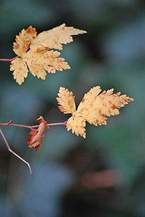 Herbstboten 6 von loewenherz-artwork