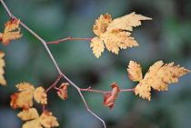 Herbstboten 5 von loewenherz-artwork