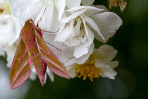 Elephant Hawk Moth on a wild Rose by mbk-wildlife-photography