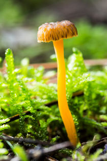 Yellow Foot (Craterellus Aurora) by Marc Garrido Clotet