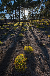 Spring time at teide von Raico Rosenberg