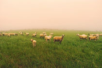 Schafe im Nebel von Jürgen Müngersdorf