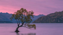 Lone Tree von Sebastian Warneke