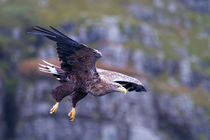 White tailed eagle on the Isle of Mull Scotland von mbk-wildlife-photography
