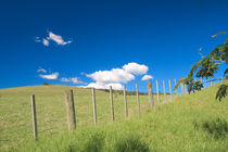 Waiheke Island by Sebastian Warneke