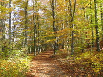 Wanderweg durch einen Laubwald im Herbst von Heike Rau