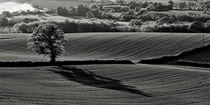  Tree and shadow von Pete Hemington