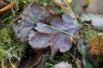 Vollherbst von leddermann