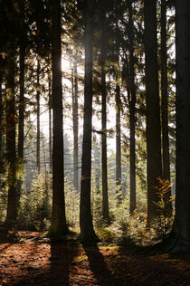 Wald im Gegenlicht von Karin Stein