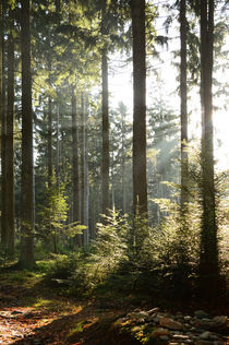 Waldlichtung mit Sonnenstrahlen von Karin Stein