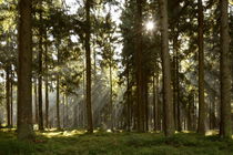 Sonnenstrahlen im Herbstwald by Karin Stein