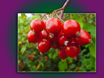  Woodland berries in the frame by Robert Gipson