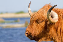Highland Cattle in Oare Marshes, Kent by mbk-wildlife-photography