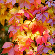 Magical colors of autumn by Tania Lerro